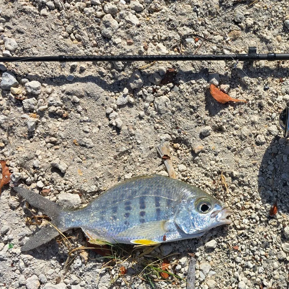 The most recent Yellowfin mojarra catches on Fishbrain