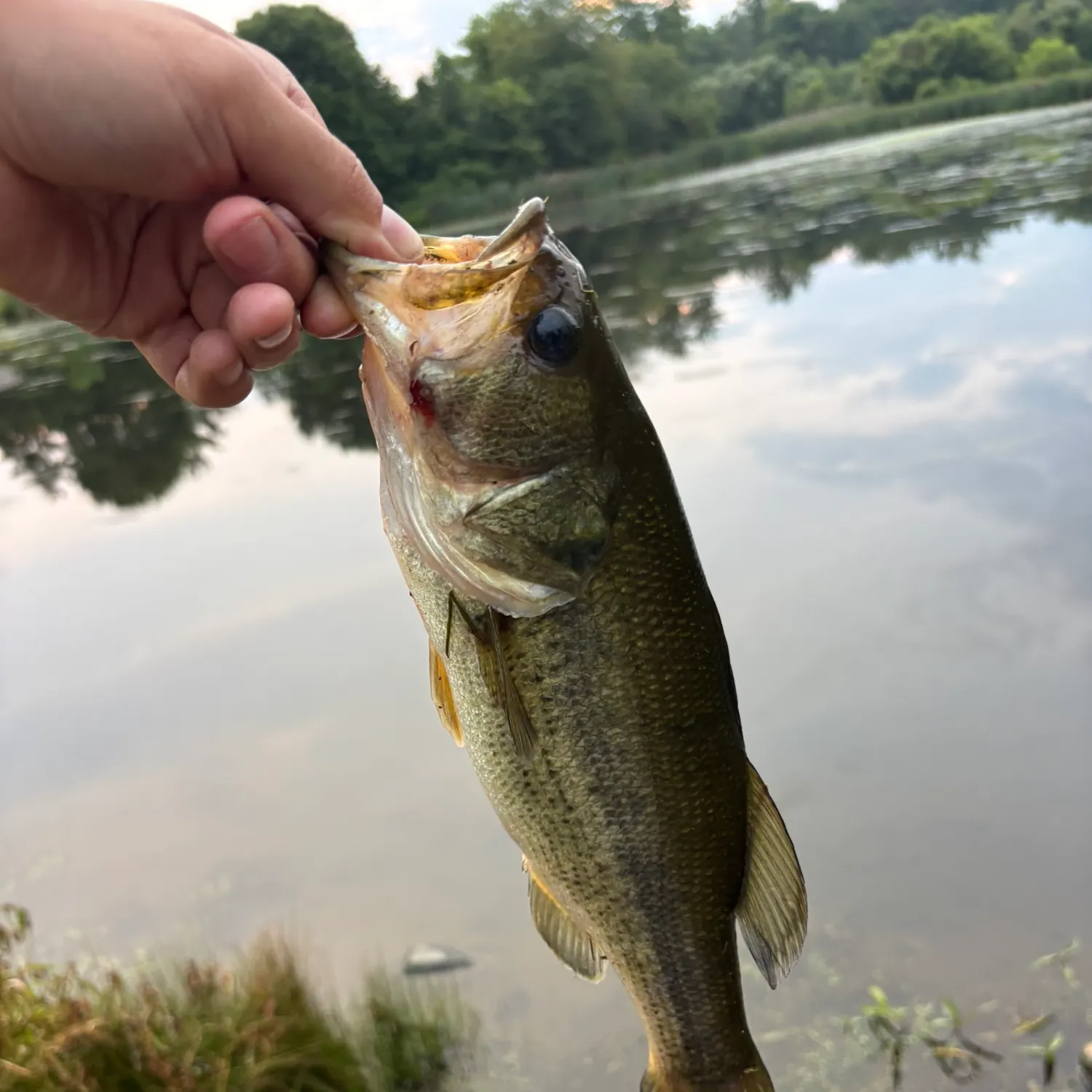 Largemouth bass caught on Fishbrain