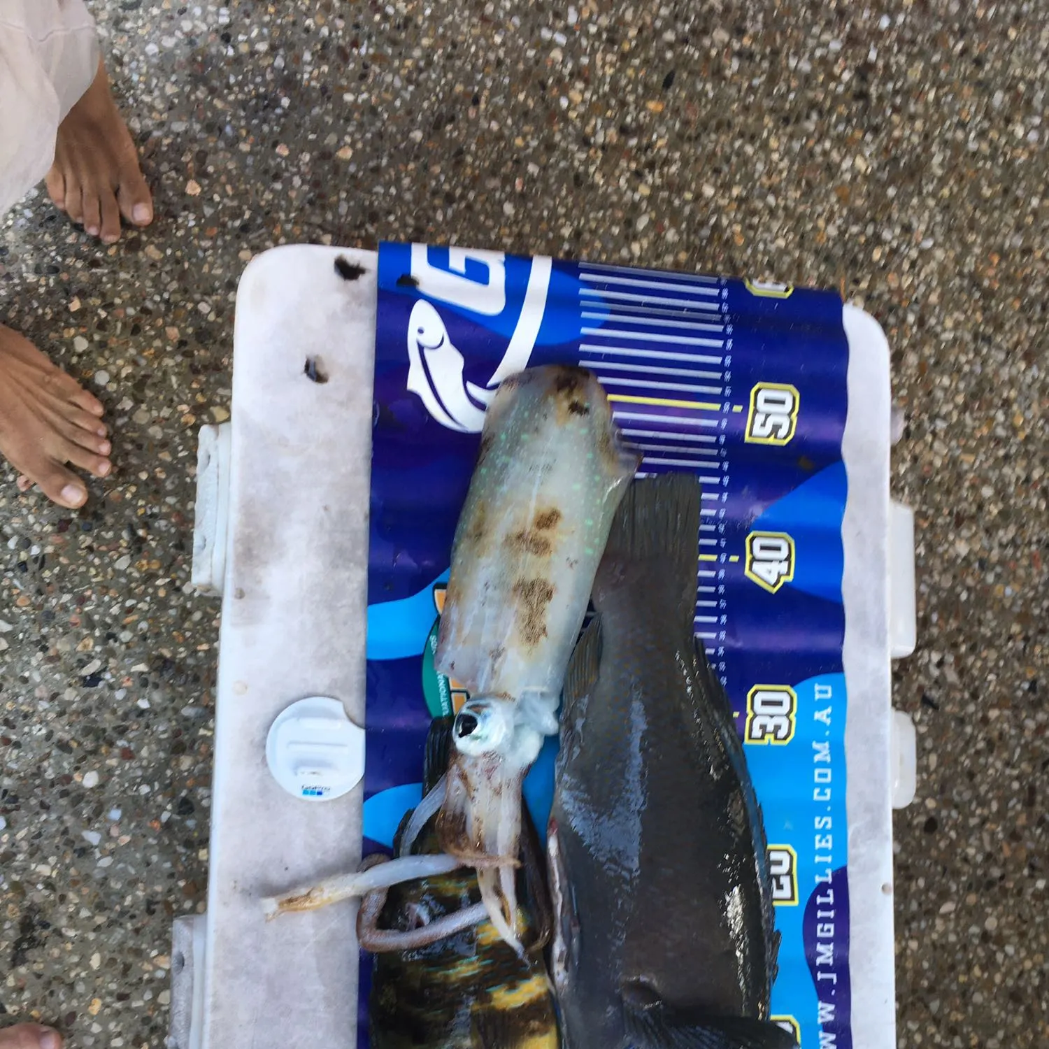 recently logged catches