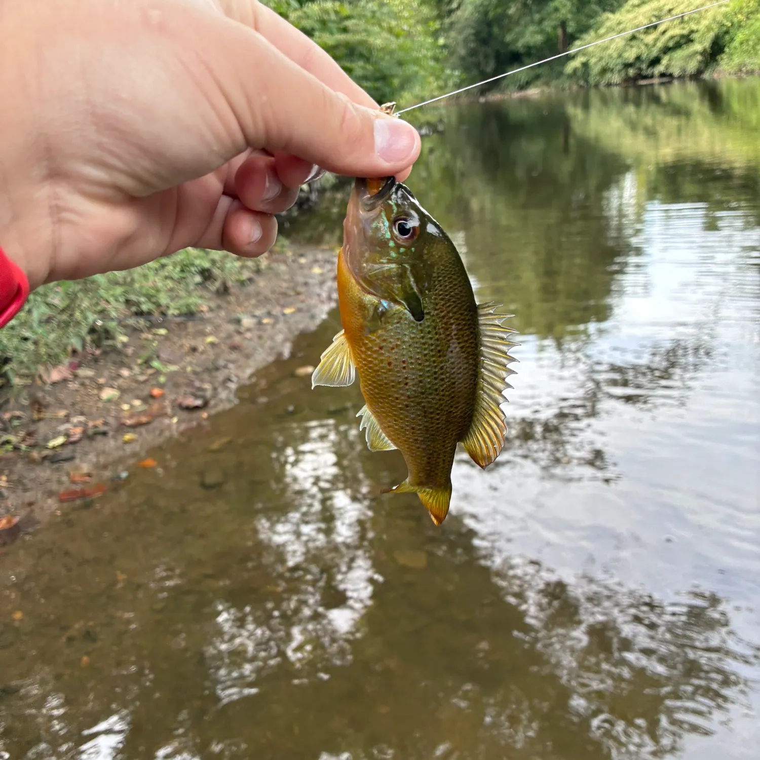 Redbreast sunfish caught on Fishbrain