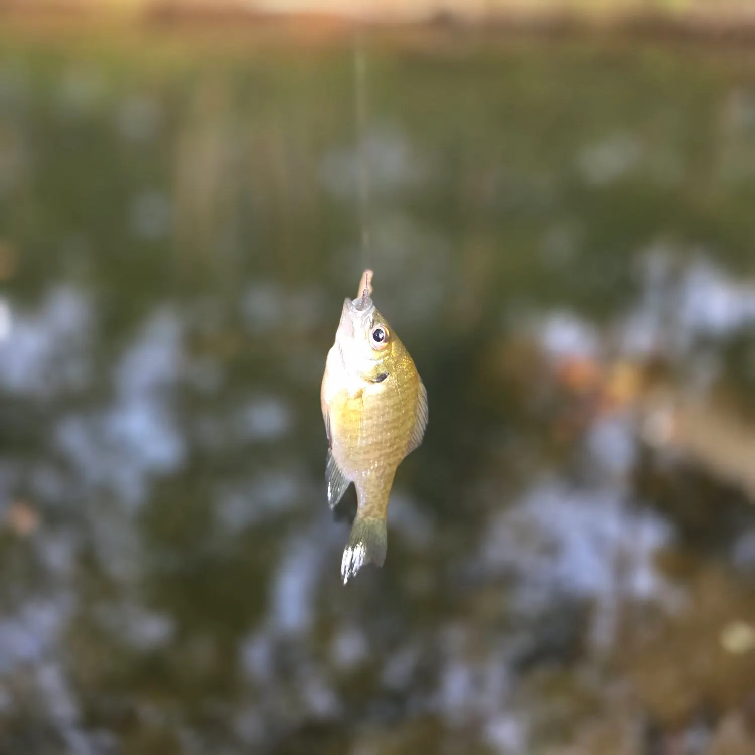 Bluegill caught on Fishbrain