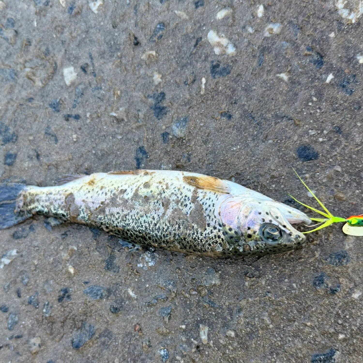 Rainbow trout caught on Fishbrain