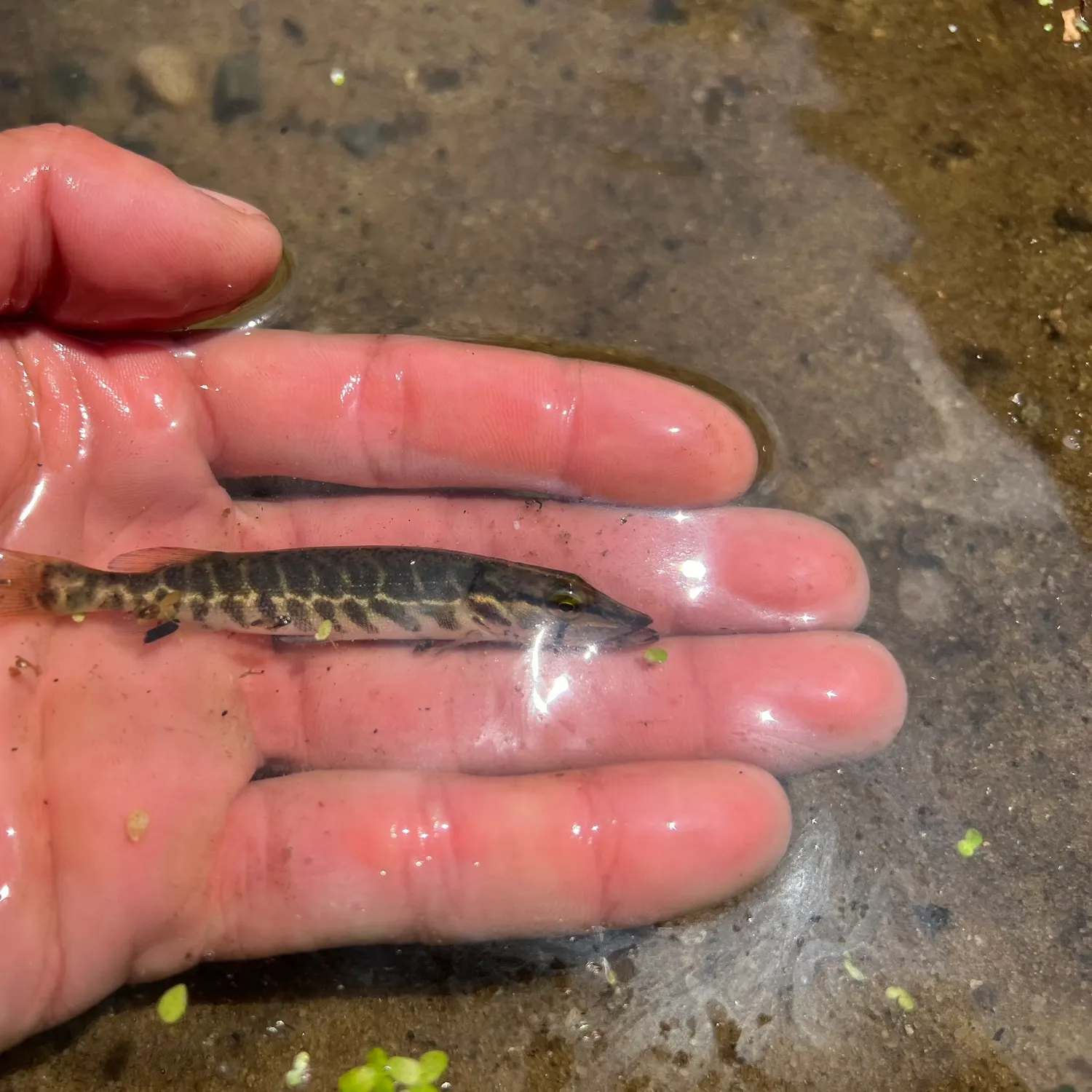 The most recent Redfin pickerel catches on Fishbrain