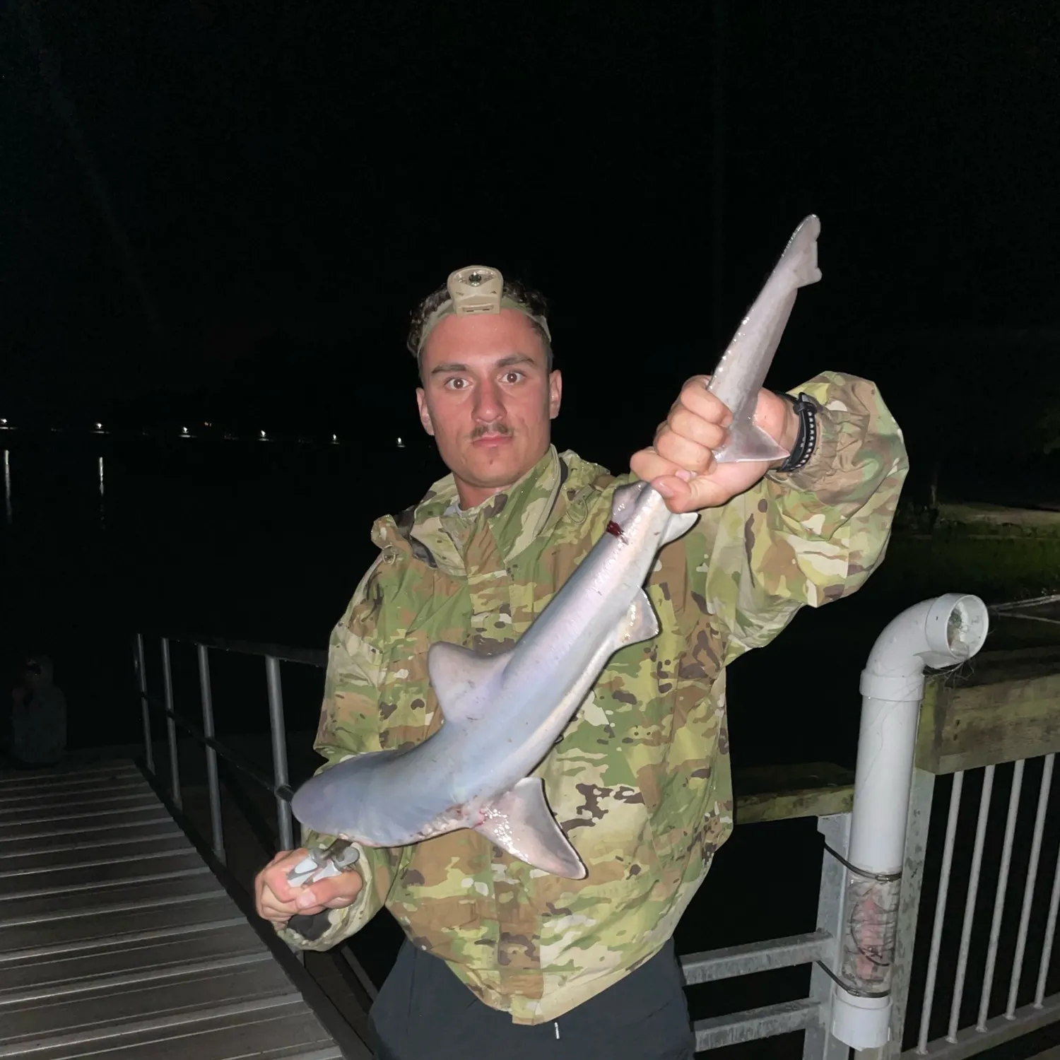Atlantic sharpnose shark caught on Fishbrain