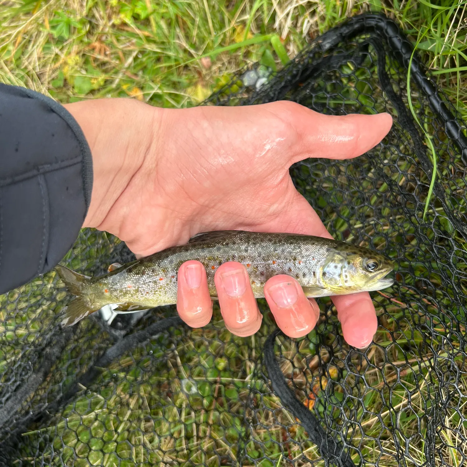 Lake trout caught on Fishbrain