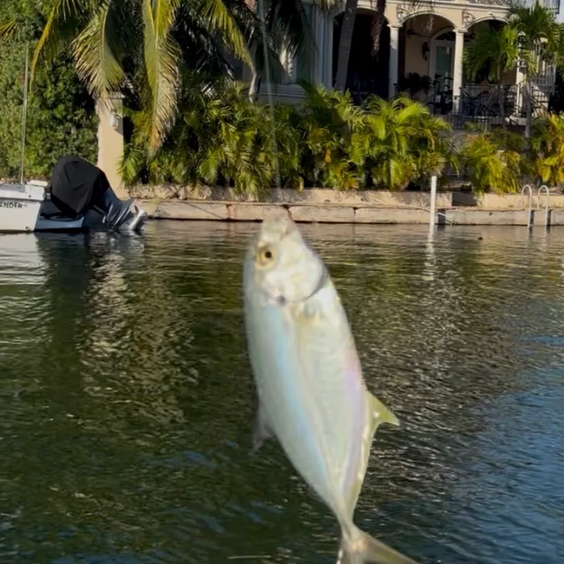 Threadfin shad caught on Fishbrain