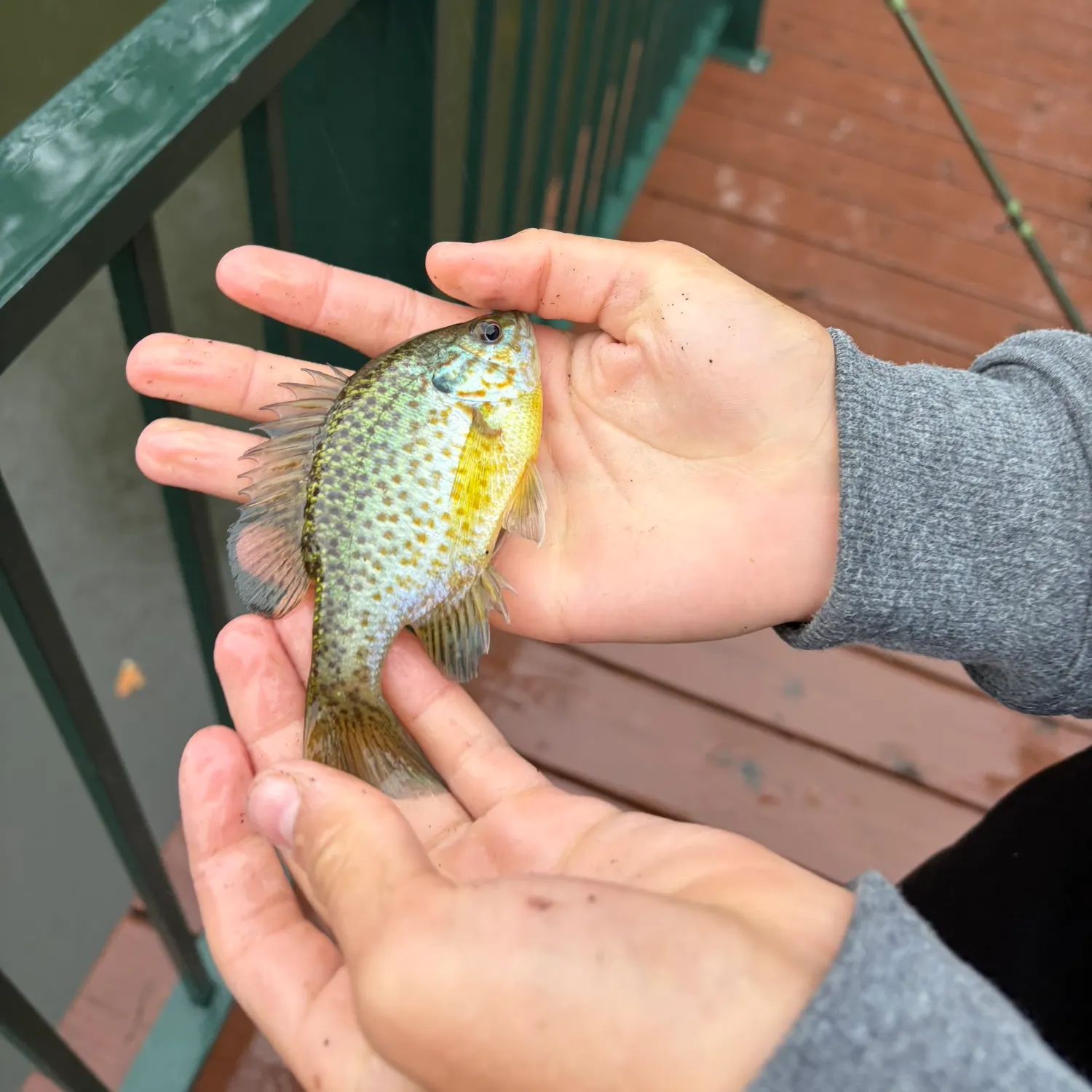 Orangespotted sunfish caught on Fishbrain