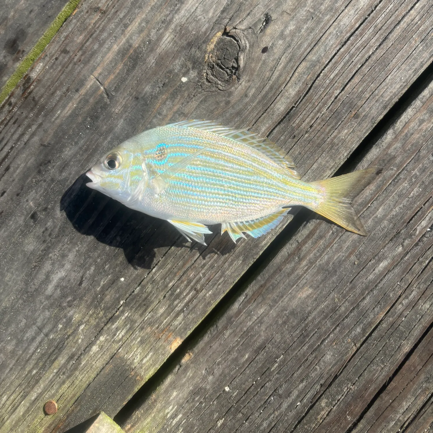 Pinfish caught on Fishbrain