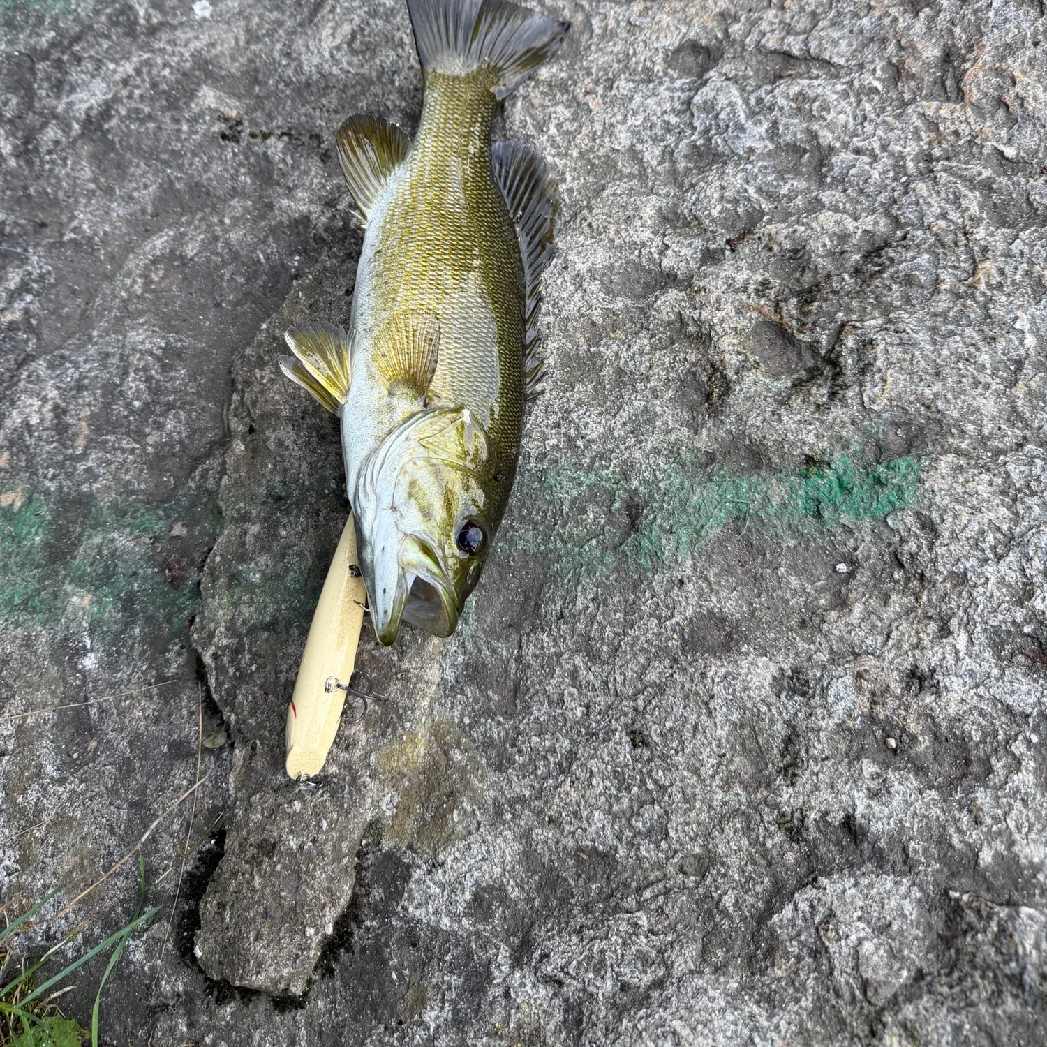 Smallmouth bass caught on Fishbrain