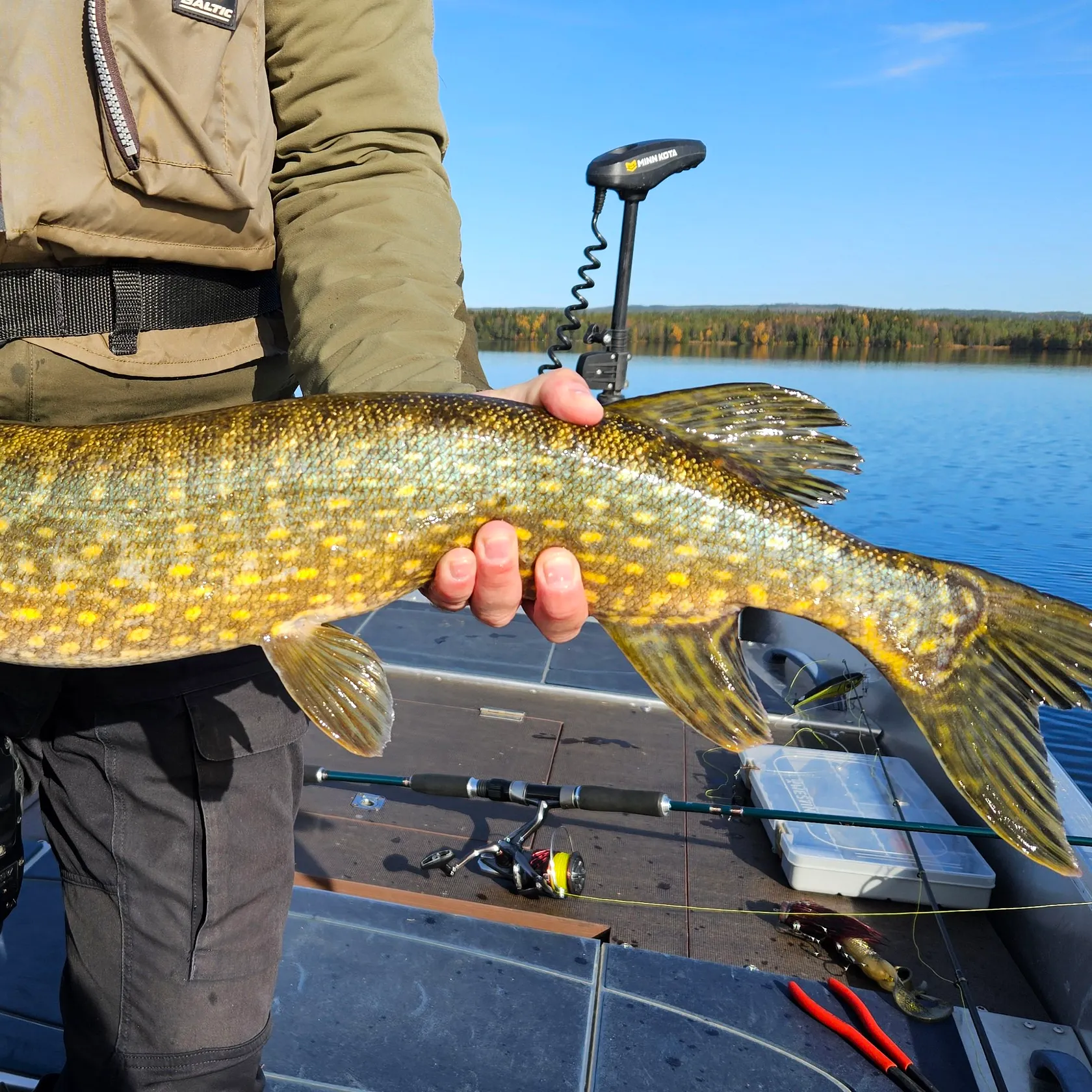 Northern pike caught on Fishbrain
