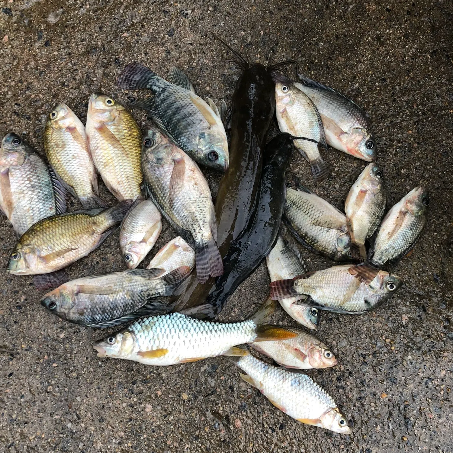 recently logged catches