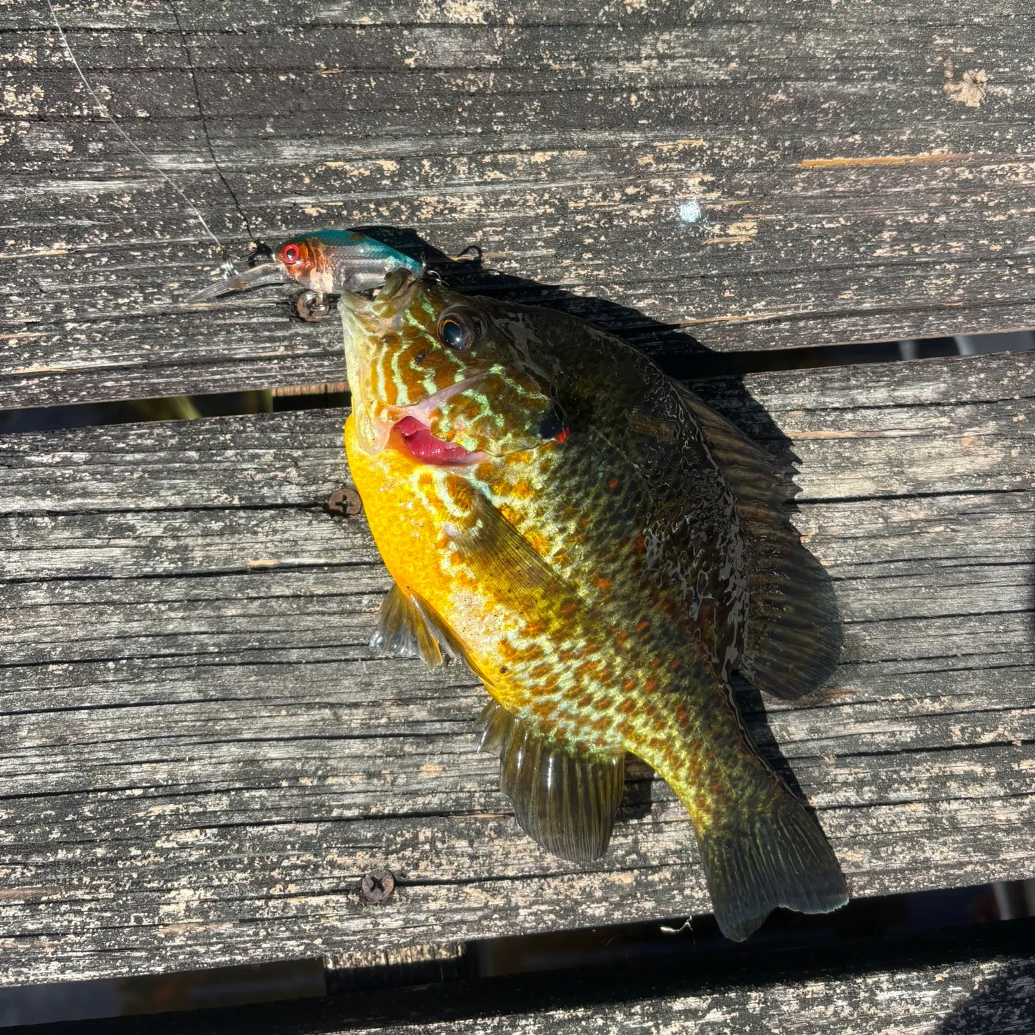 recently logged catches