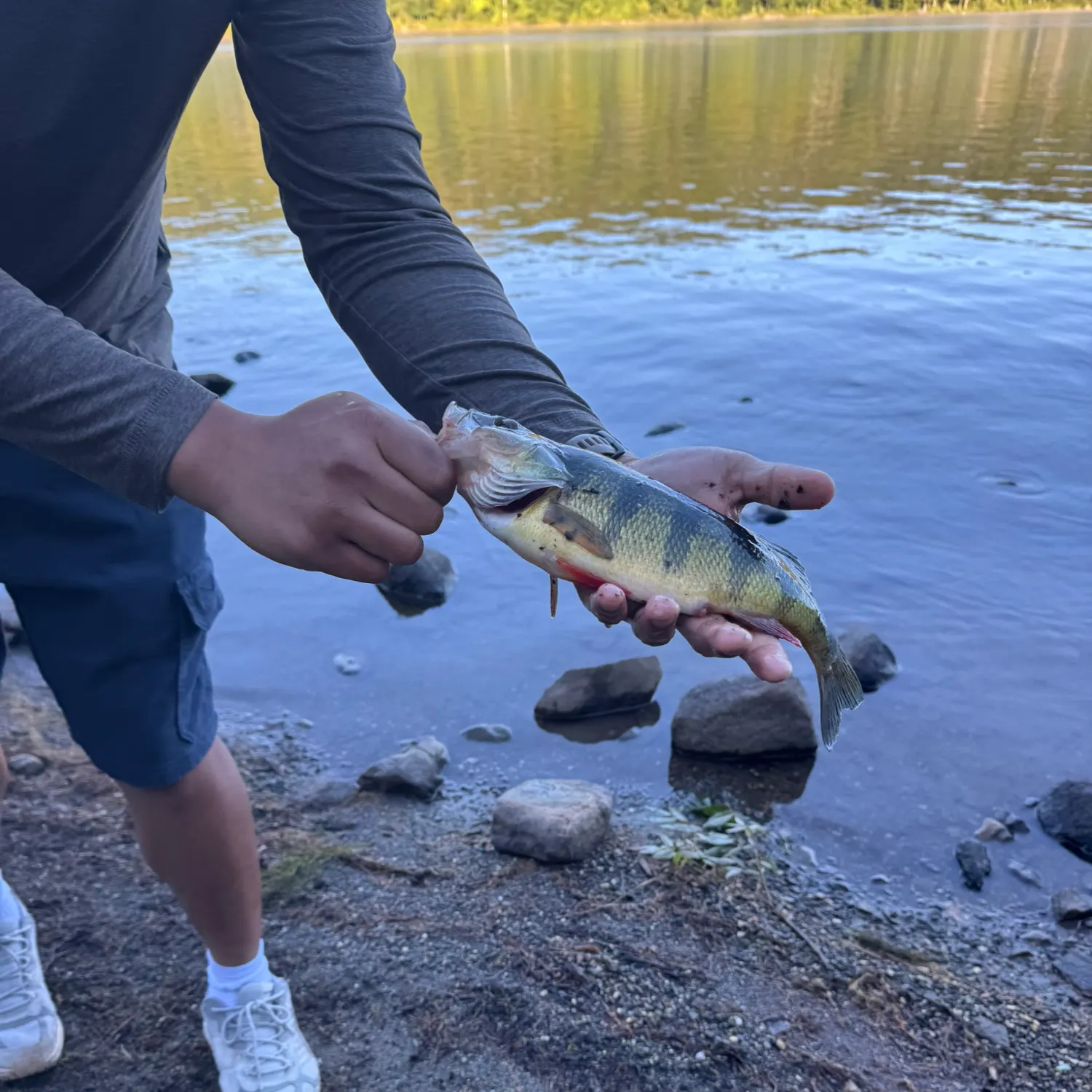 Yellow perch caught on Fishbrain