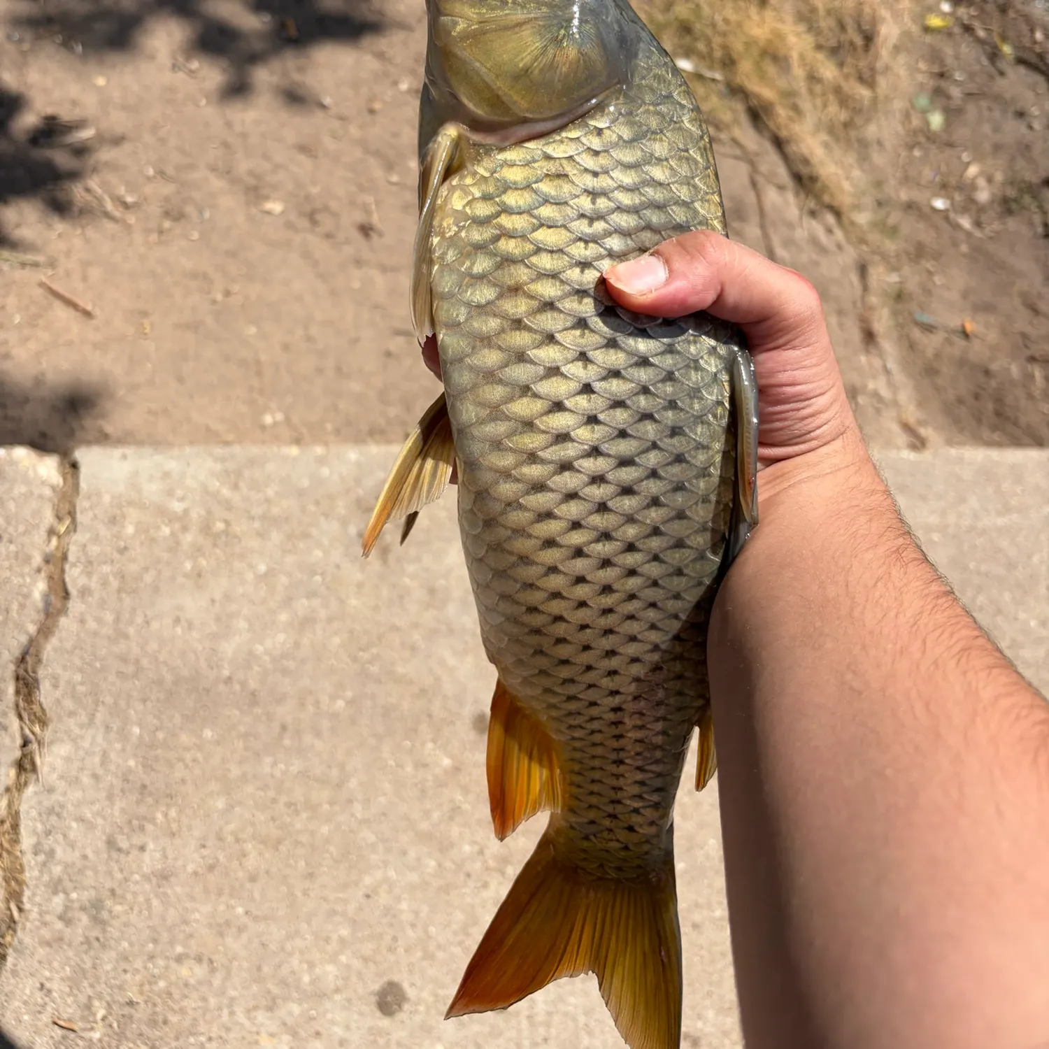 Common carp caught on Fishbrain