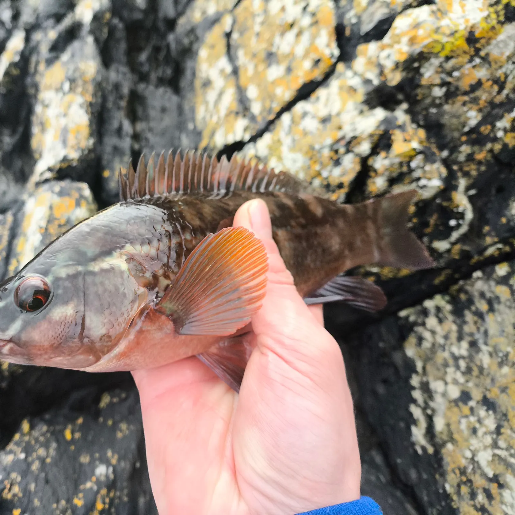 The most recent Ballan wrasse catches on Fishbrain
