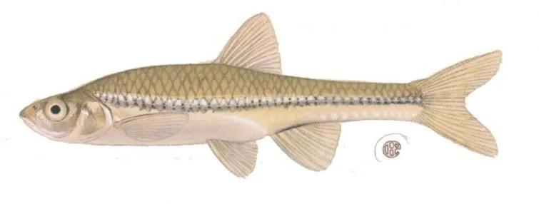 Baitfish