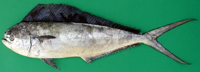 Pompano dolphinfish