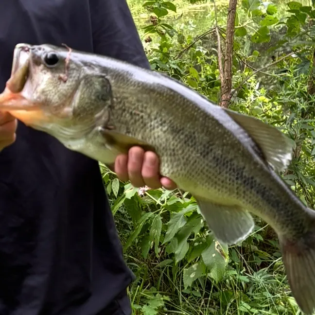 Largemouth bass caught on Fishbrain