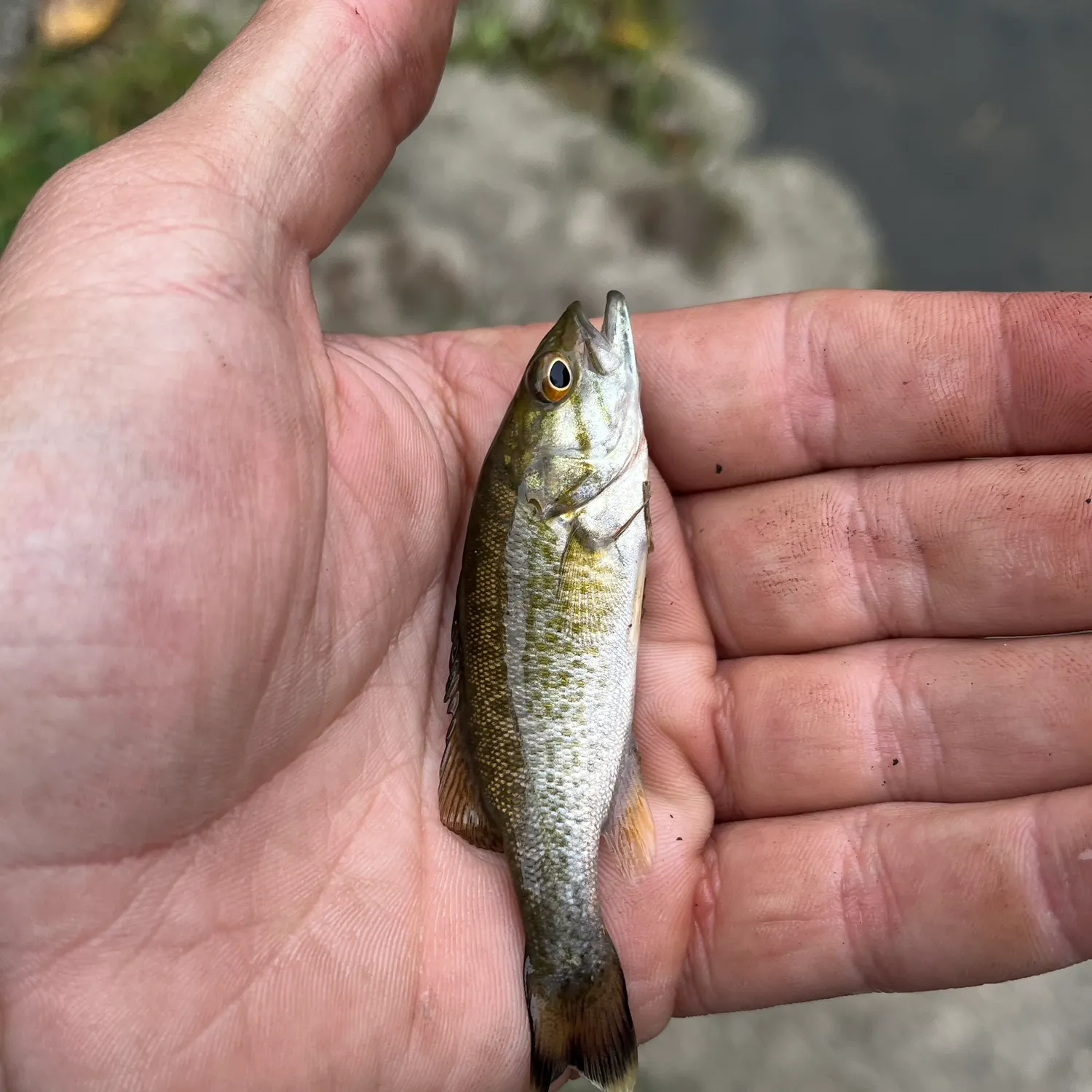 Smallmouth bass caught on Fishbrain