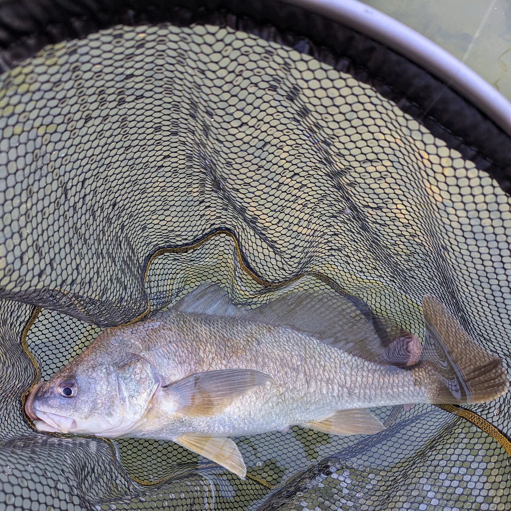 Freshwater drum caught on Fishbrain