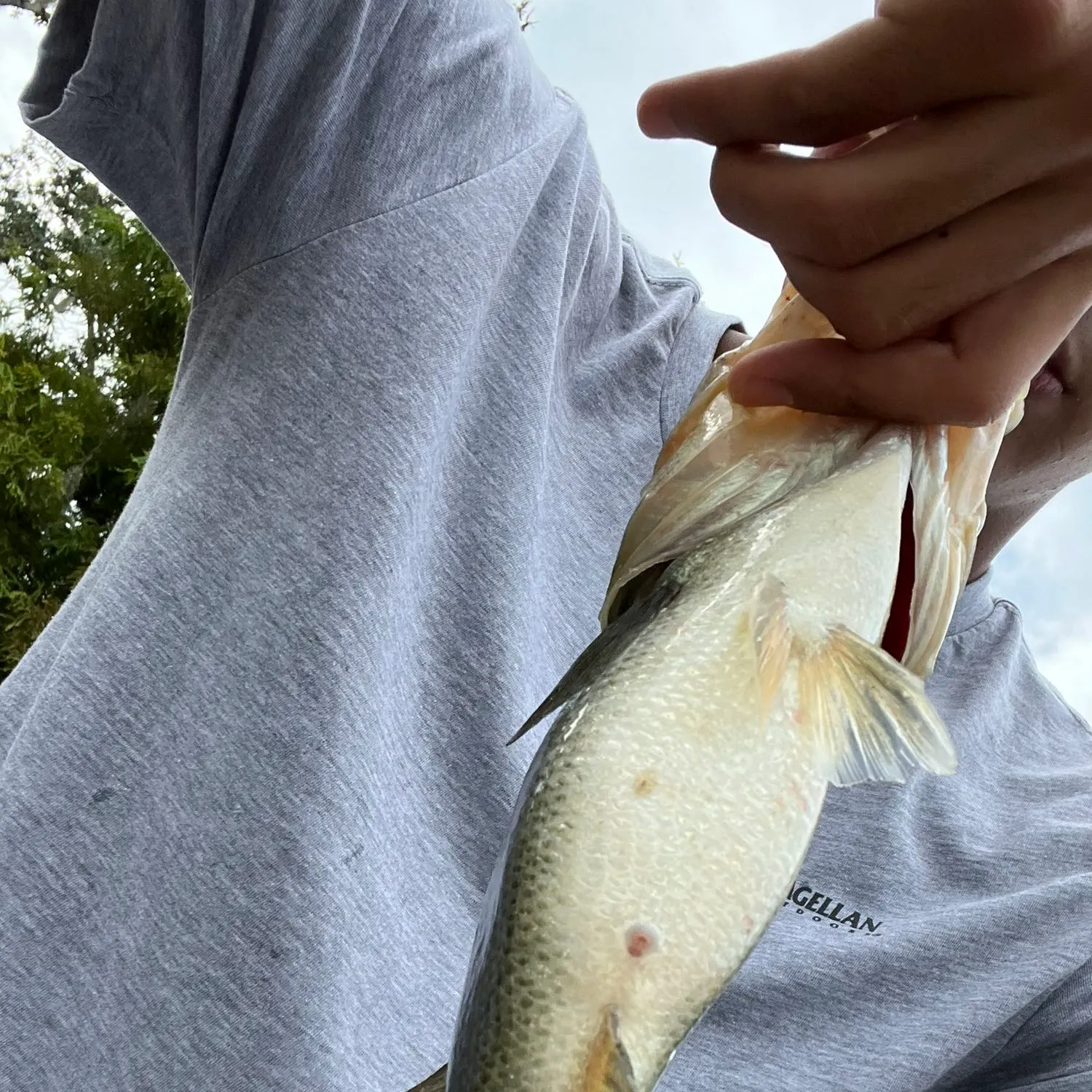 angler catch