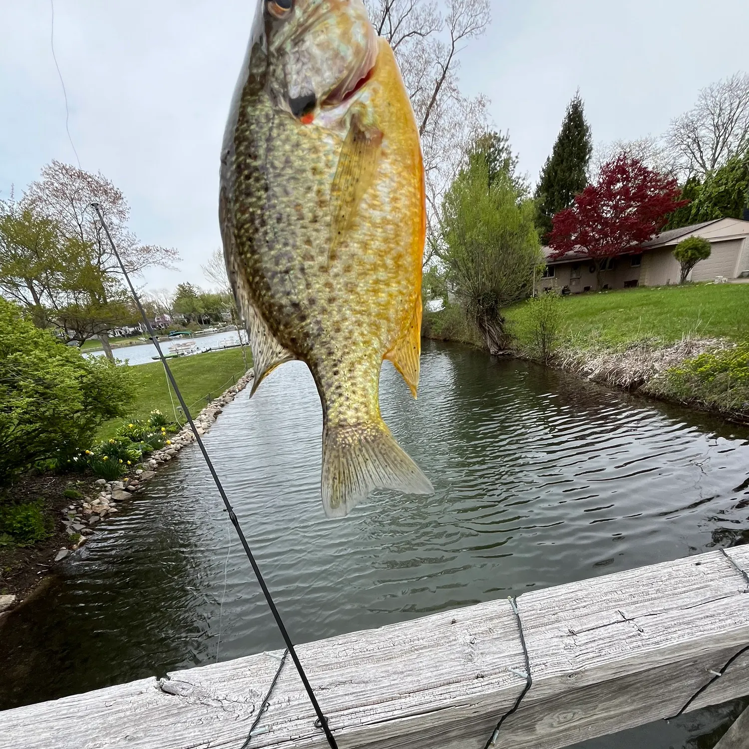 most liked catch image