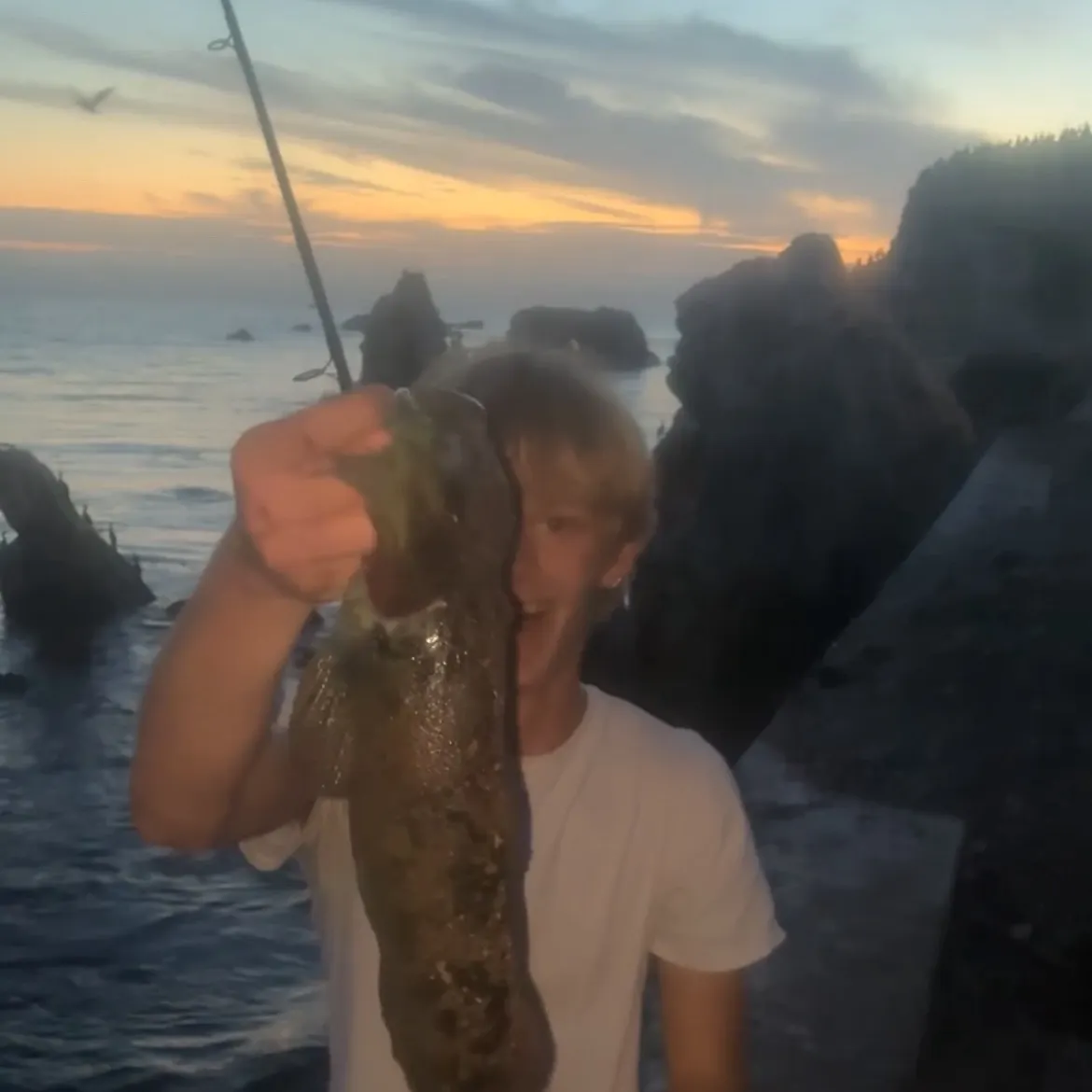 Lingcod caught on Fishbrain