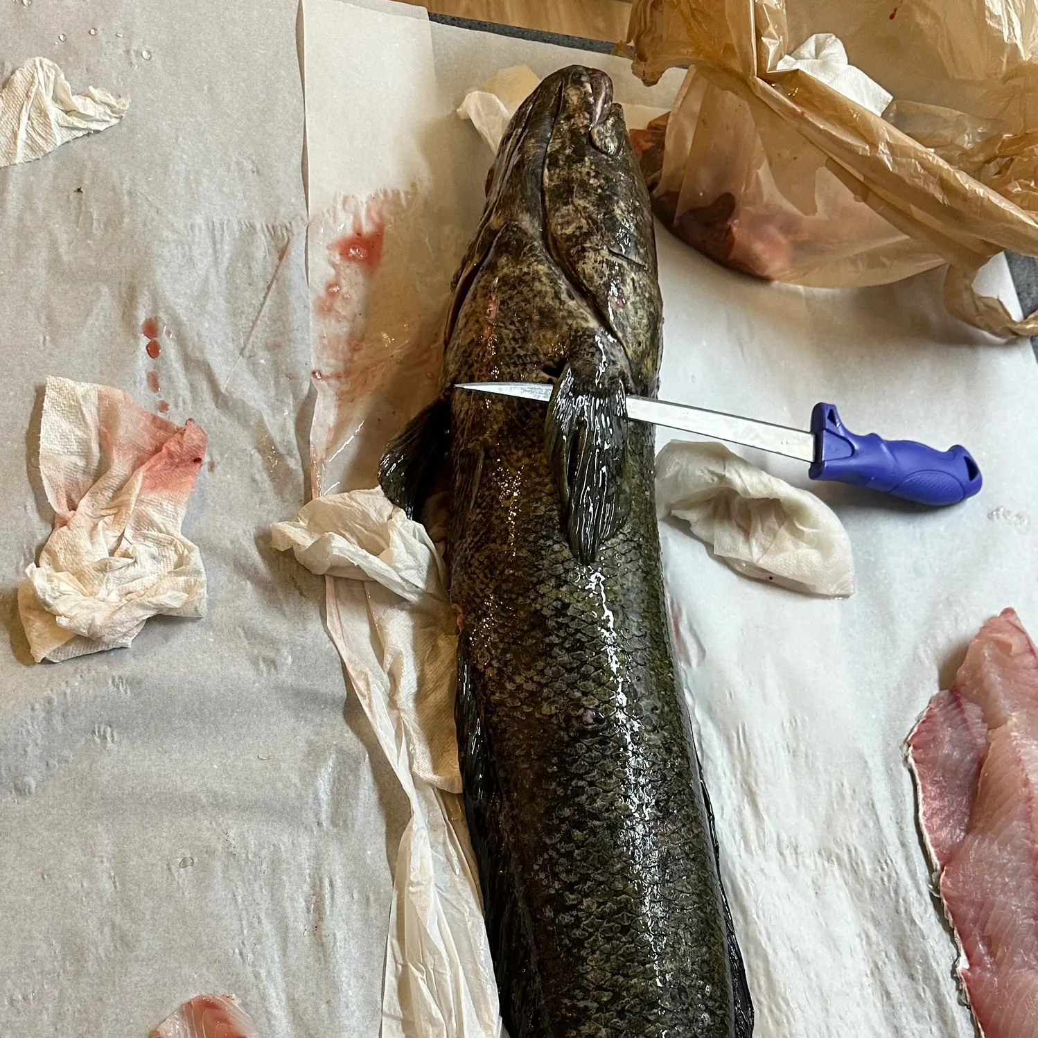 Northern snakehead caught on Fishbrain