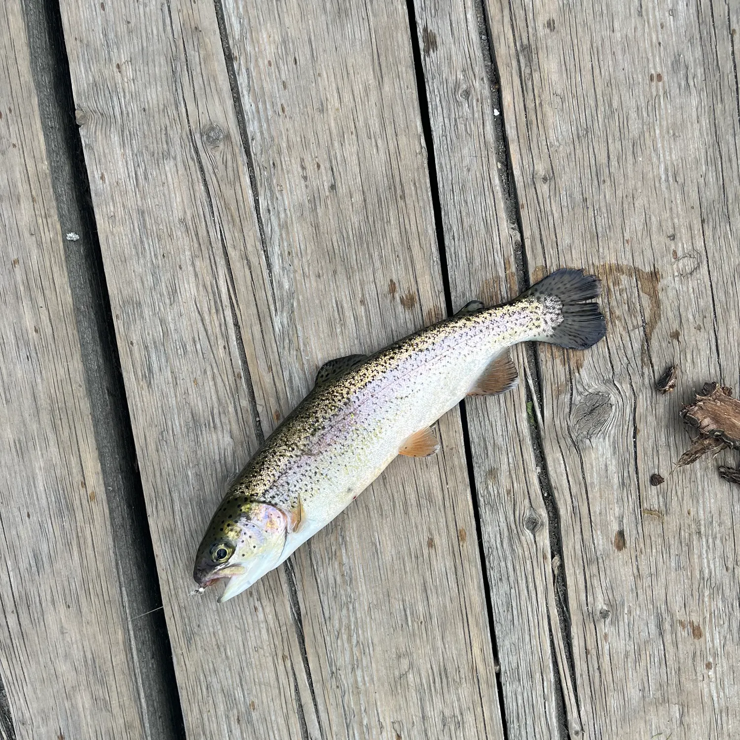 Rainbow trout caught on Fishbrain