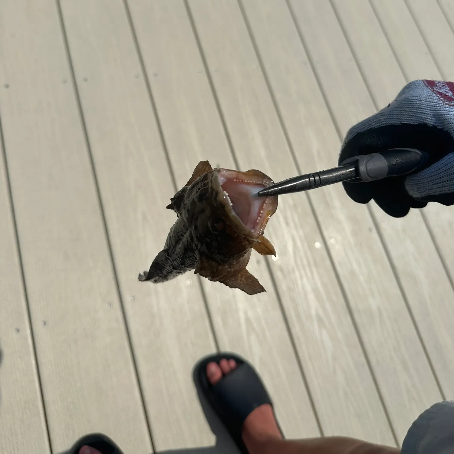 Oyster toadfish caught on Fishbrain