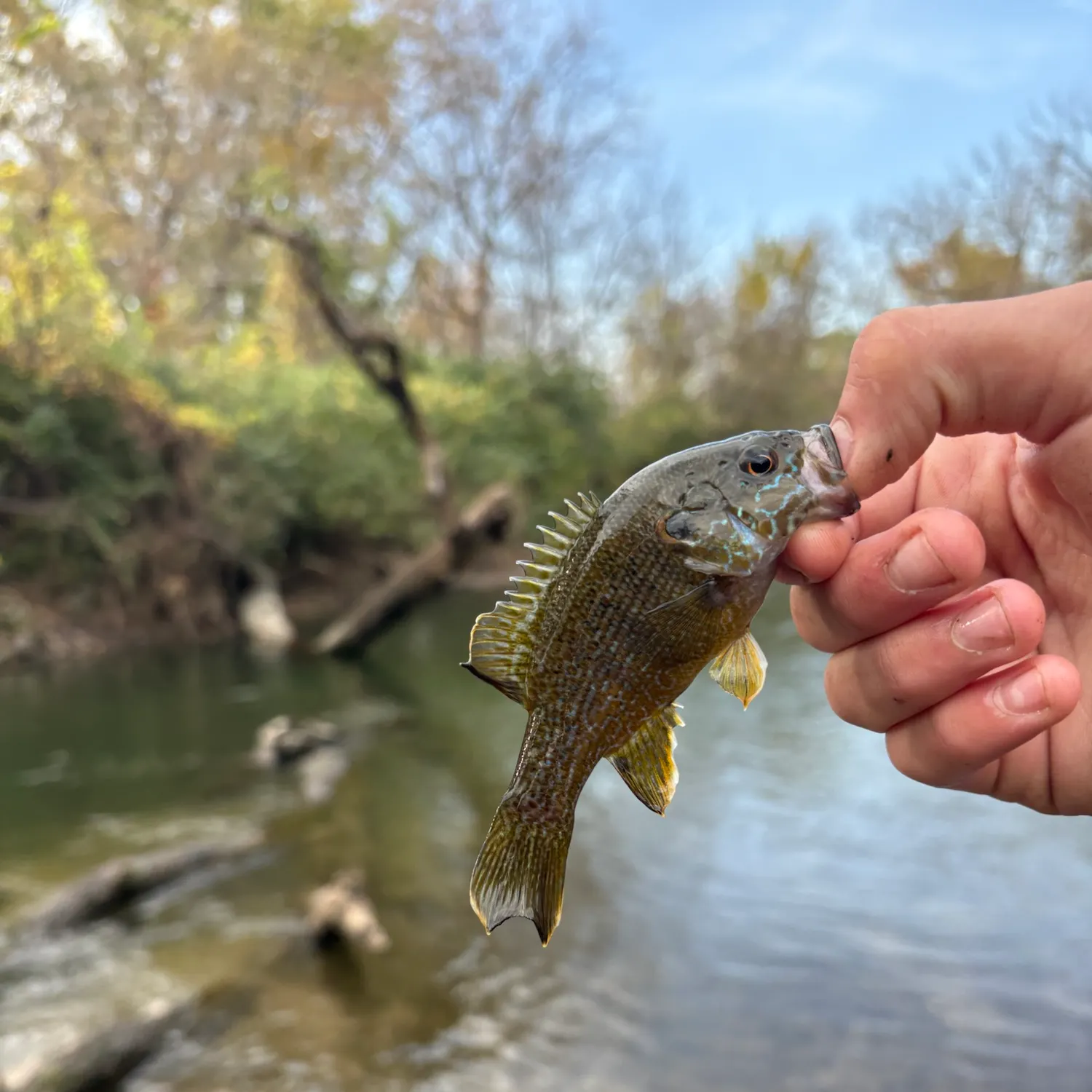 Green sunfish caught on Fishbrain