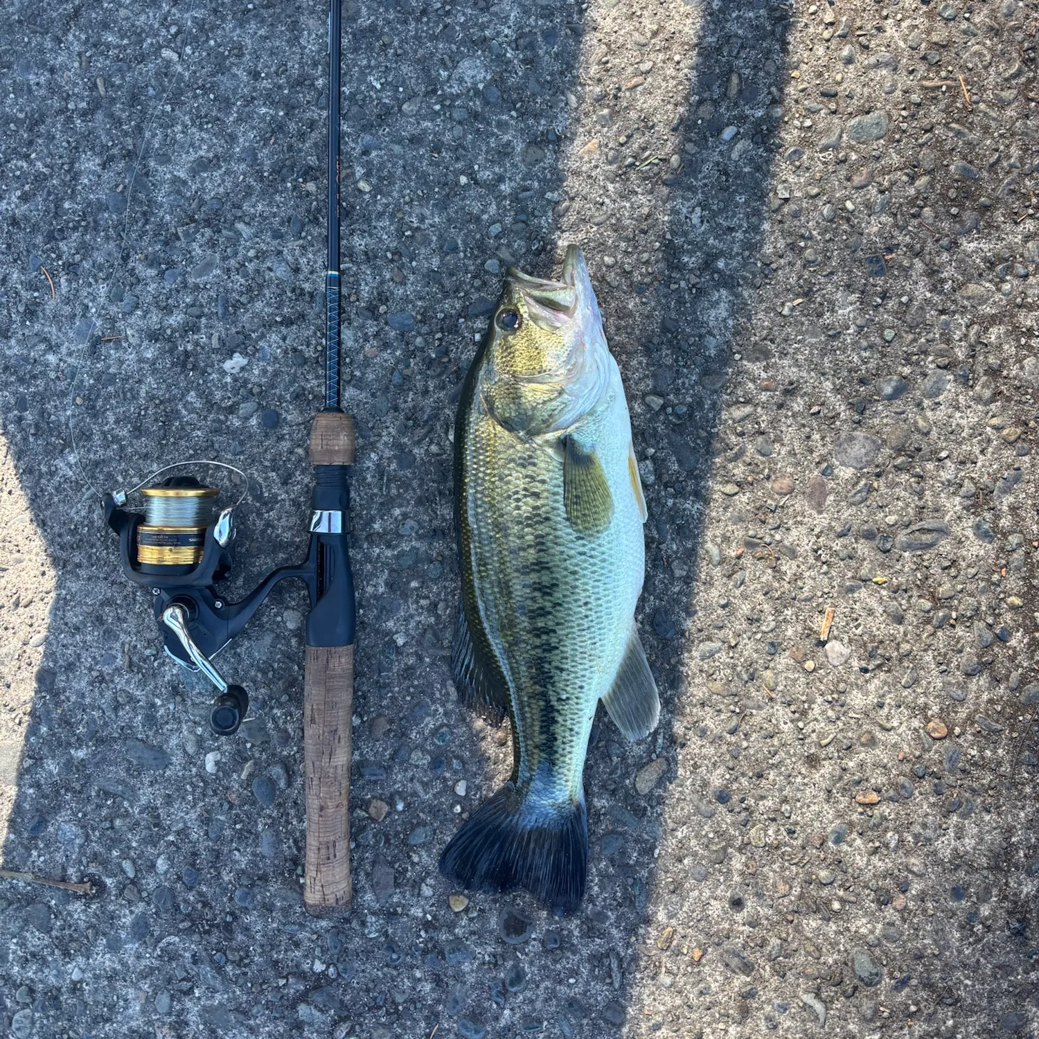 Largemouth bass caught on Fishbrain