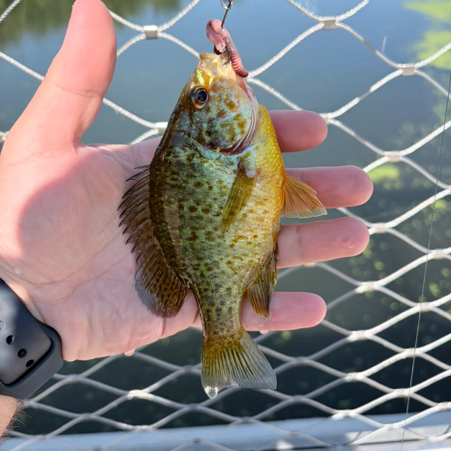 Pumpkinseed caught on Fishbrain
