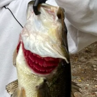 Fish caught on Fishbrain