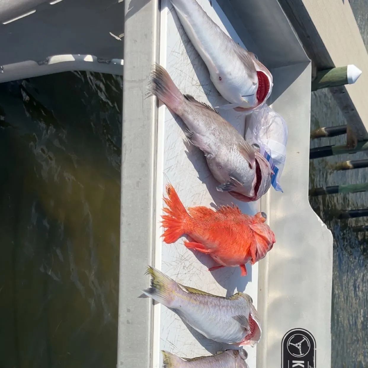 The most recent Blackline tilefish catches on Fishbrain