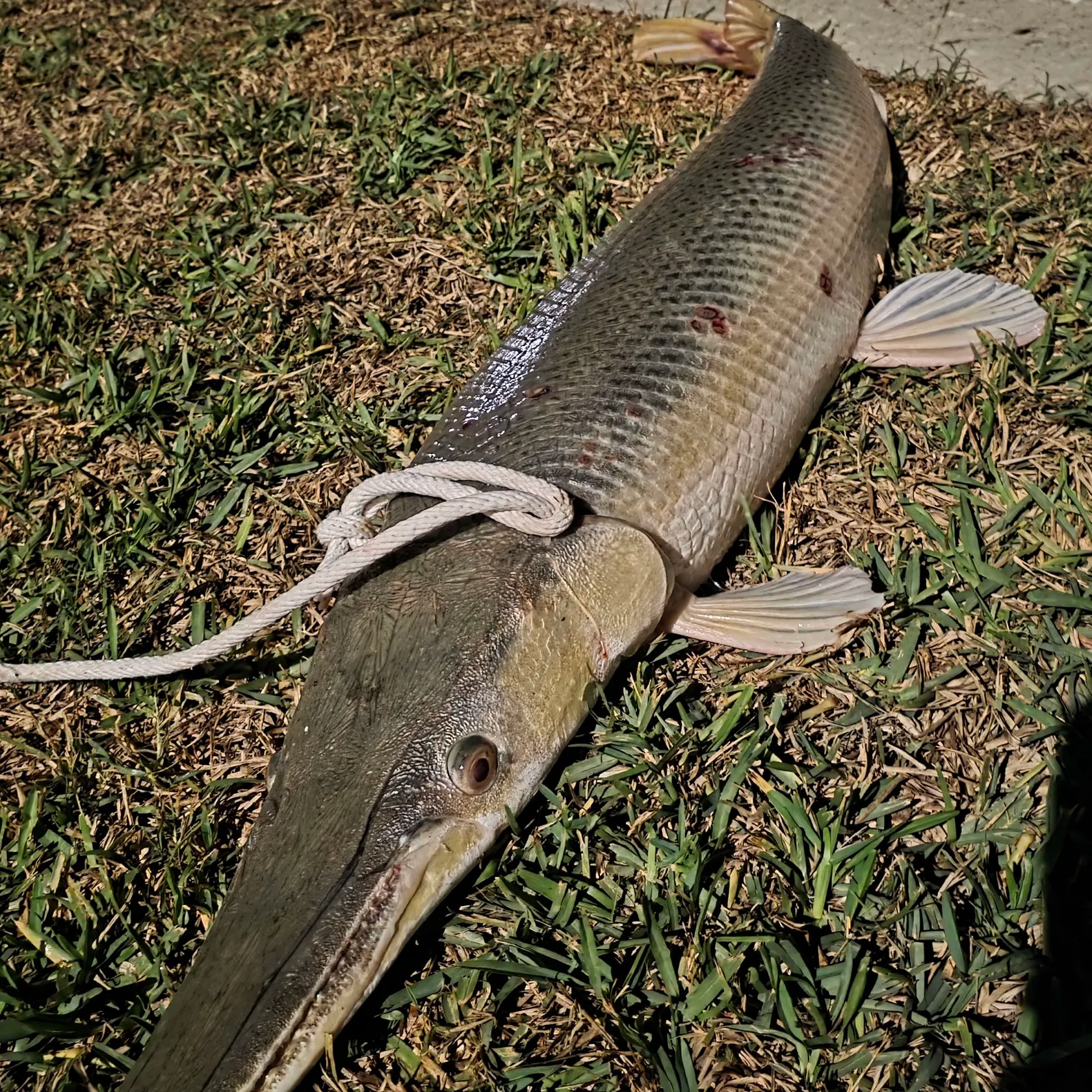 Alligator gar caught on Fishbrain