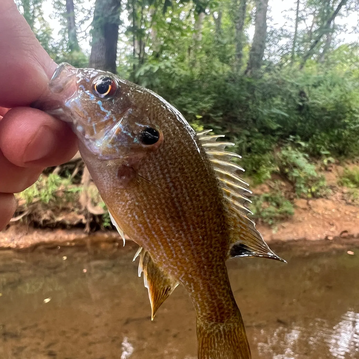 Green sunfish caught on Fishbrain