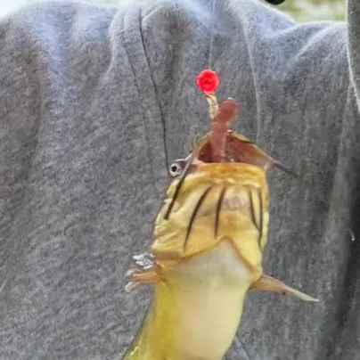 Yellow bullhead caught on Fishbrain