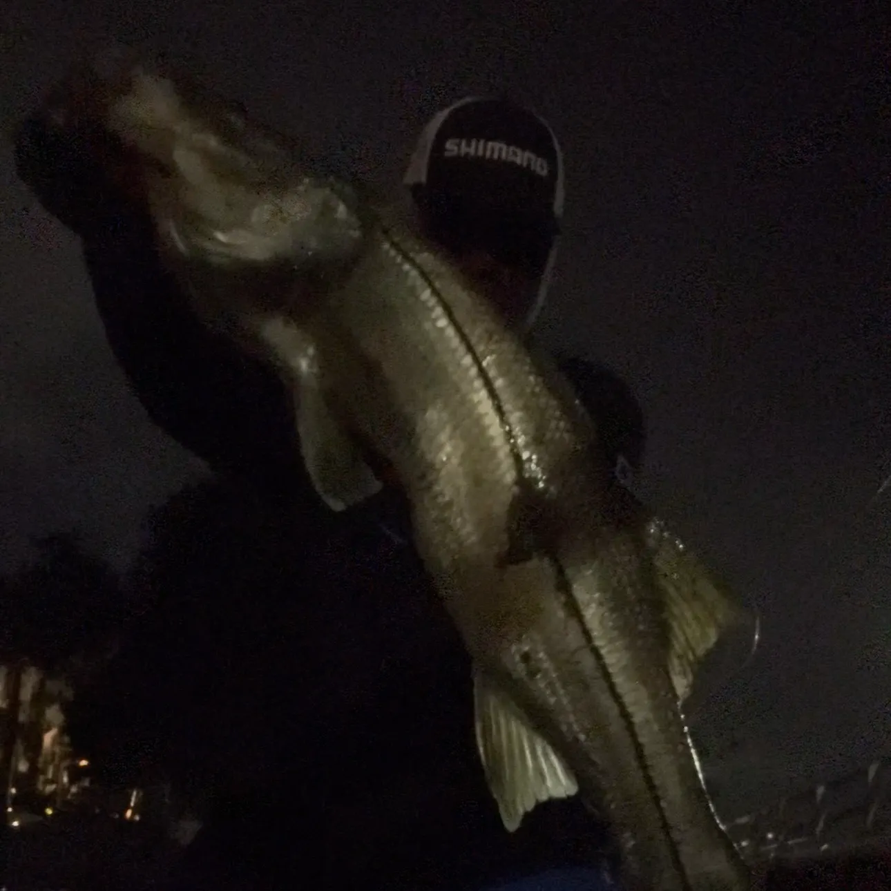 Common snook caught on Fishbrain