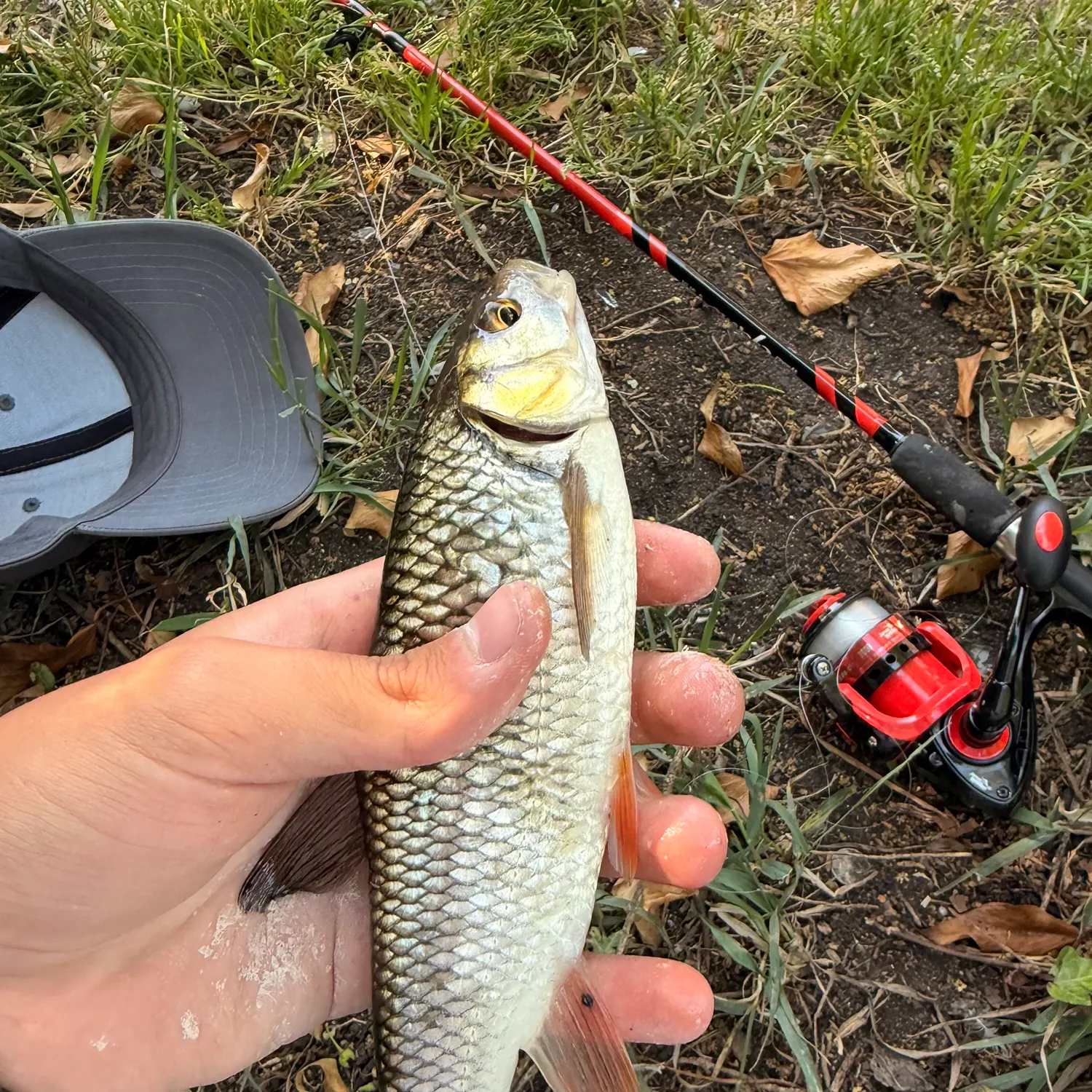 The most recent Common roach catches on Fishbrain