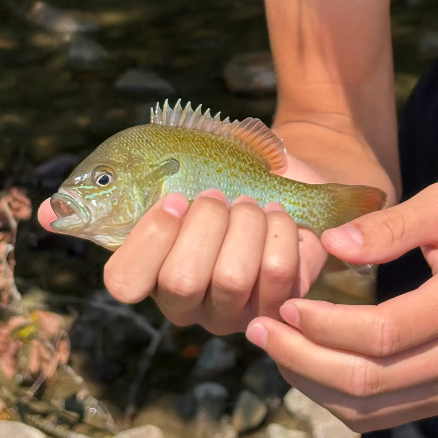 Redbreast sunfish caught on Fishbrain