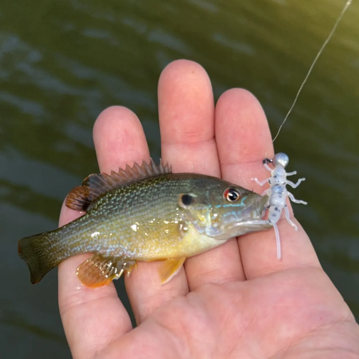 Green sunfish caught on Fishbrain