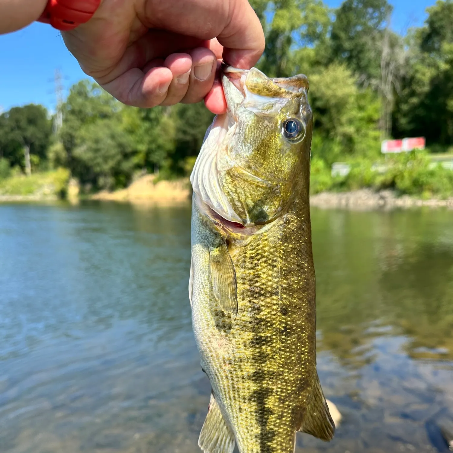Spotted bass caught on Fishbrain