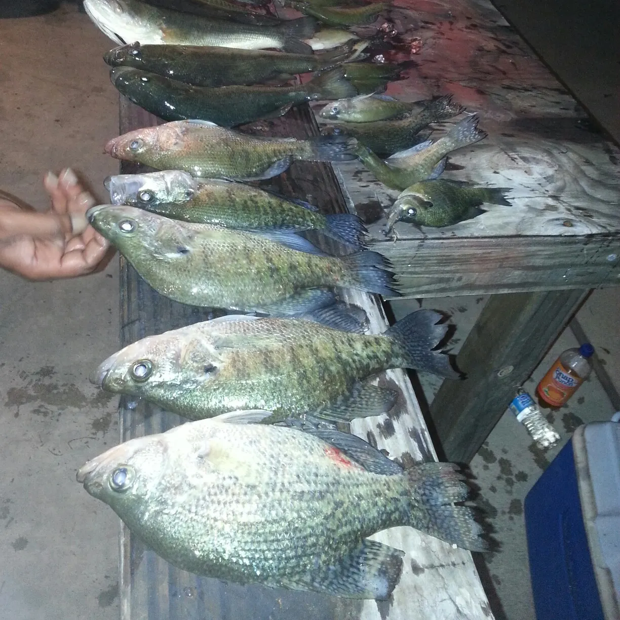 recently logged catches