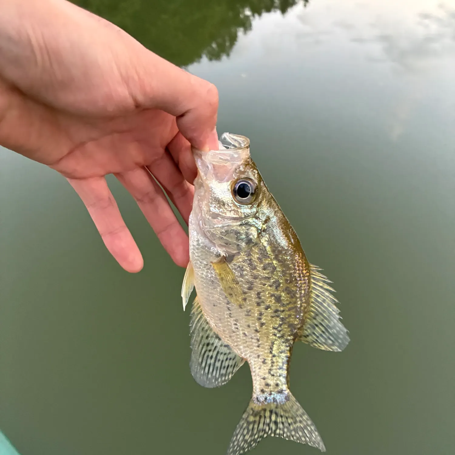 Black crappie caught on Fishbrain