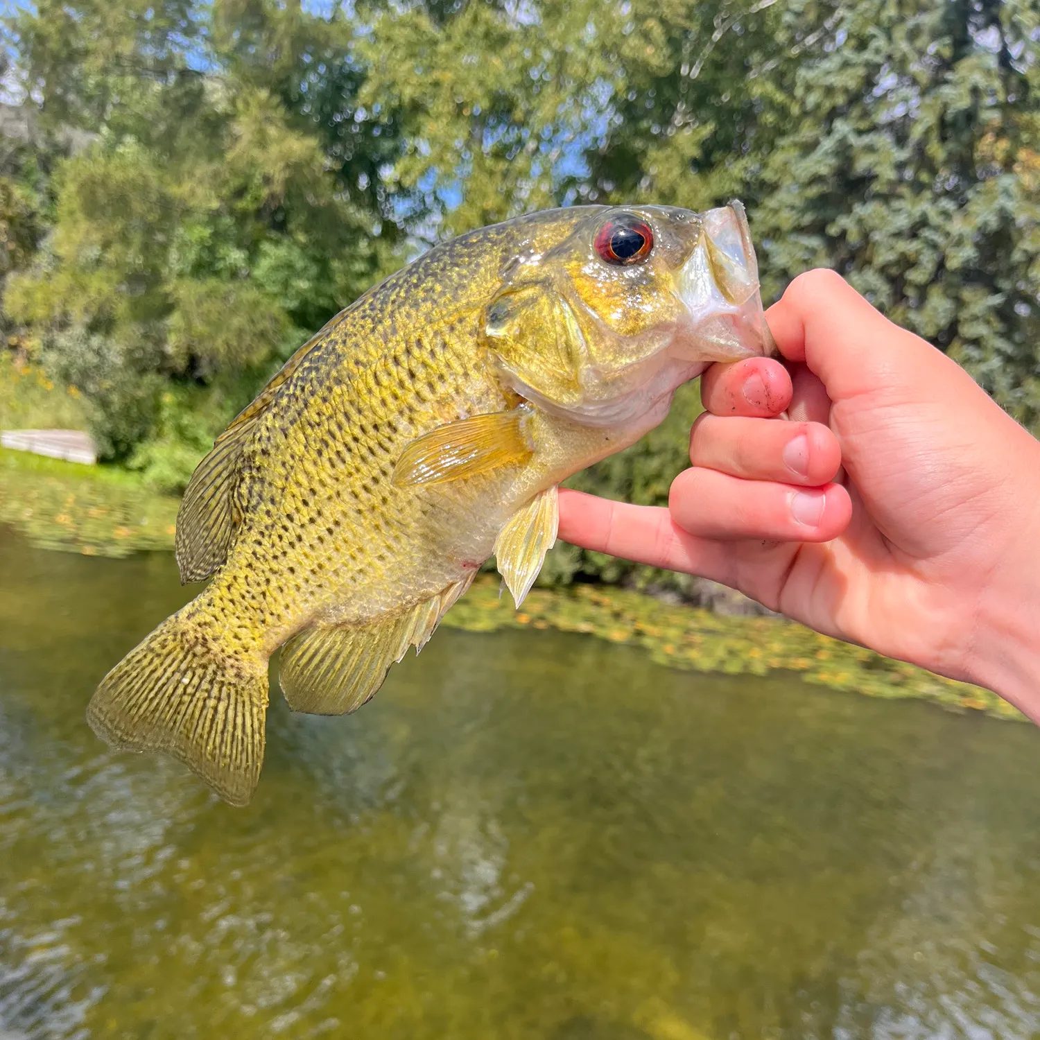 Rock bass caught on Fishbrain