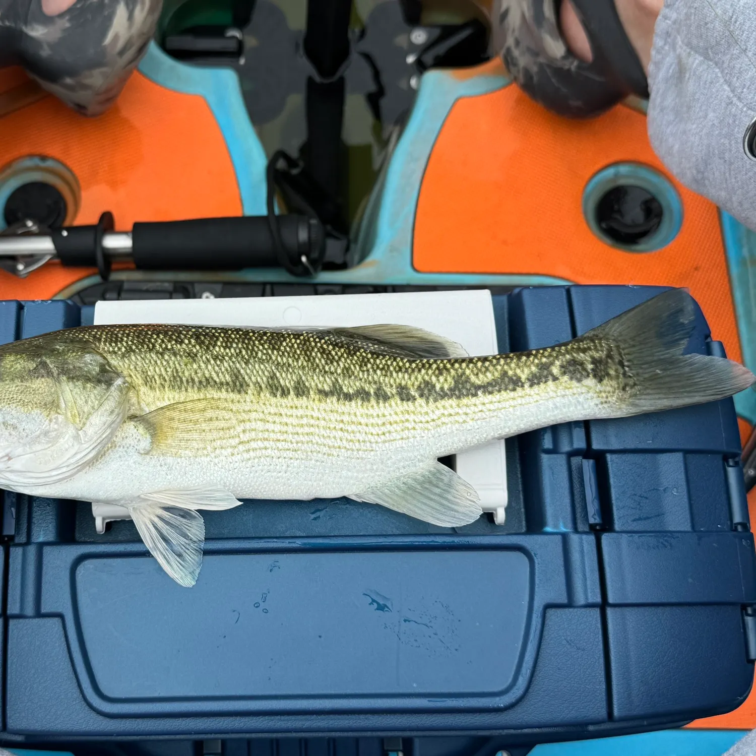 The most recent Alabama bass catches on Fishbrain