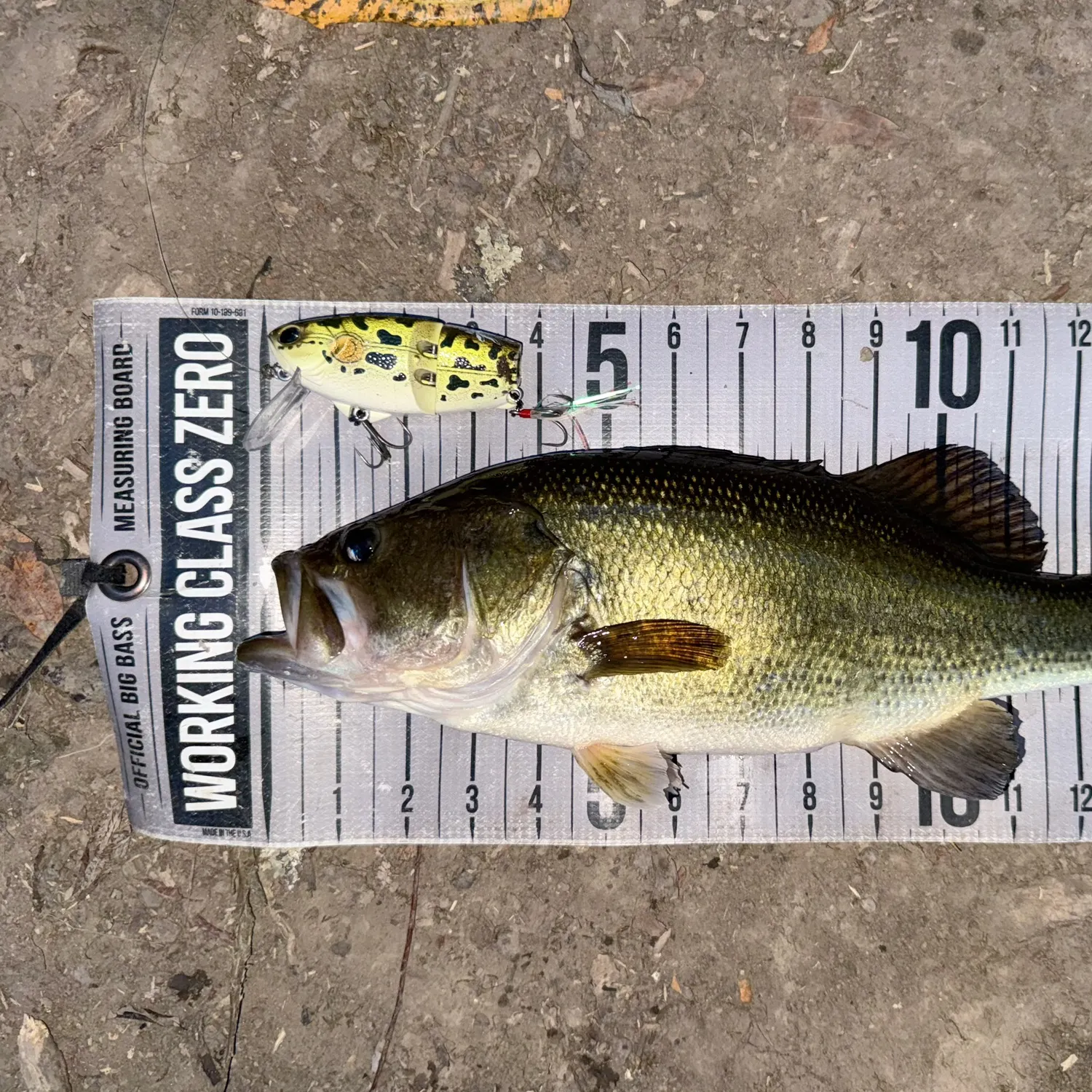 Largemouth bass caught on Fishbrain
