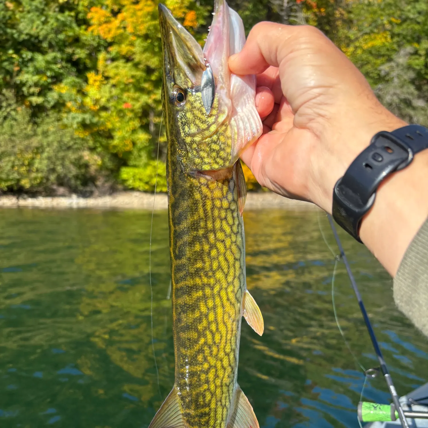 Chain pickerel caught on Fishbrain
