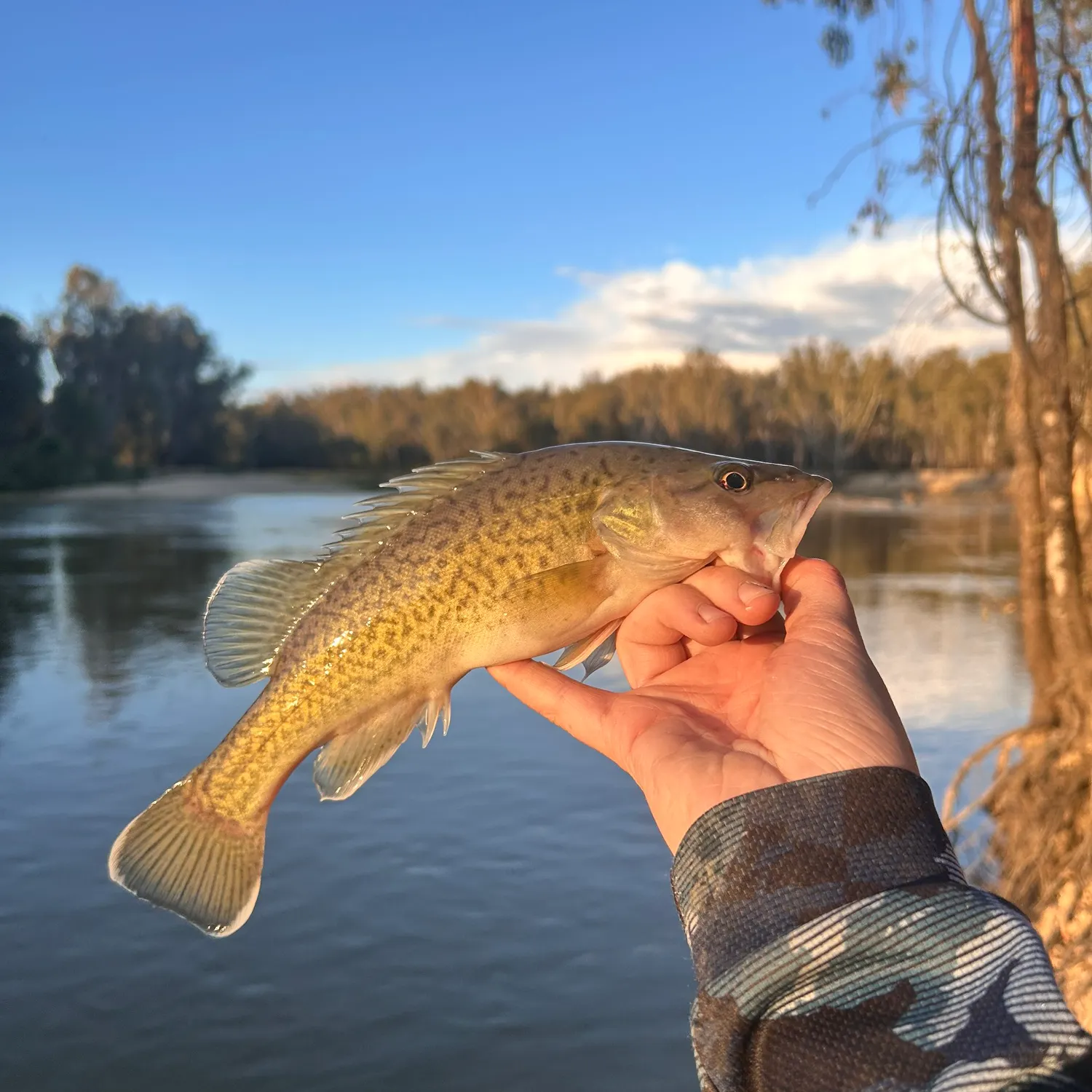 The most recent Trout cod catches on Fishbrain